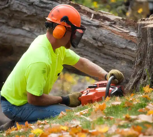 tree services The Silos